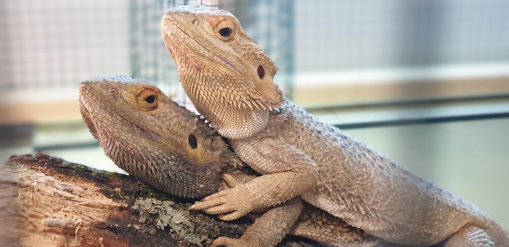 Die Bartagamen Leyla und Timon