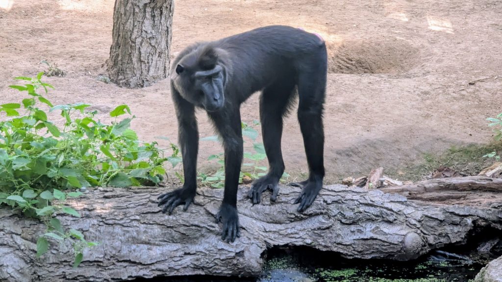 Männlicher Schopfmakak im Zoo-Vivarium Darmstadt