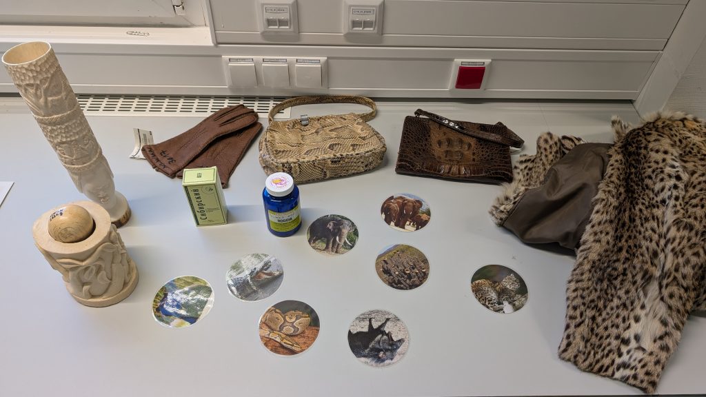 Artenschutz-Lernstation mit Materialien des Zolls und unter Einsatz des WWF-Artenschutzkoffers
