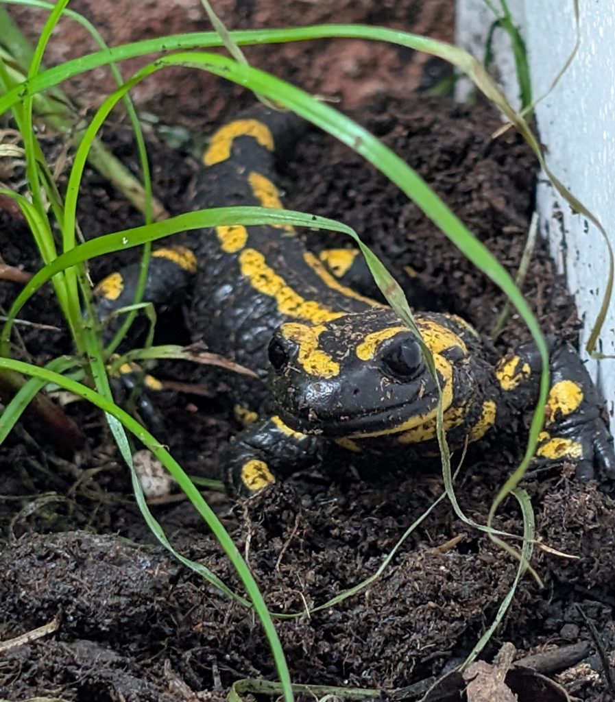Feuersalamander aus dem Citizen Conservation Programm