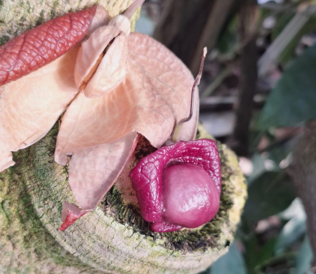 Die Baum-Pfeifenwinde (Aristolochia arborea)