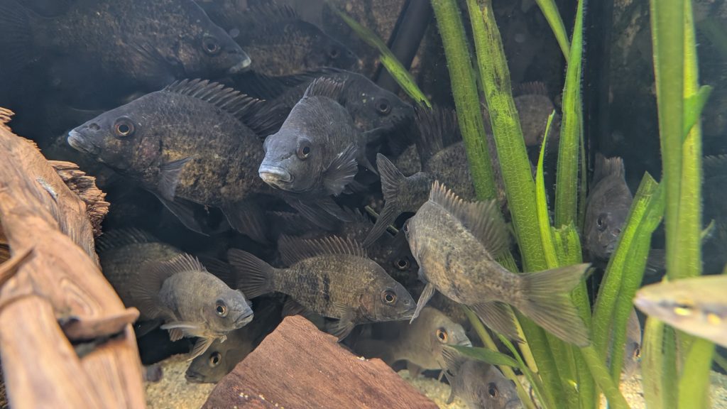 Der Loiselles Buntbarsch (Ptychochromis loisellei) von Madagaskar aus dem Citizen Conservation Bestand