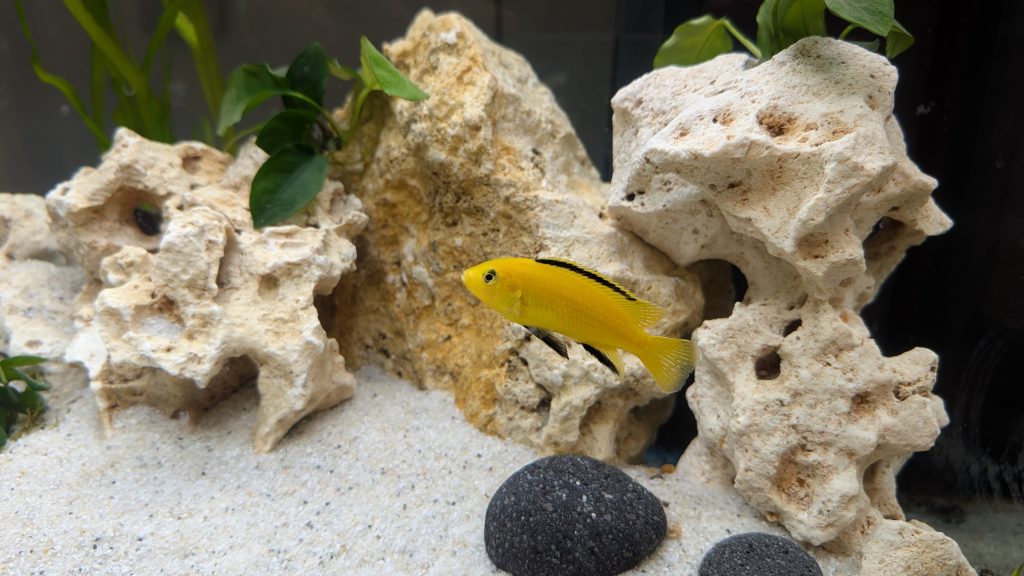 Malawi-Buntbarsch (Labidochromis caeruleus)