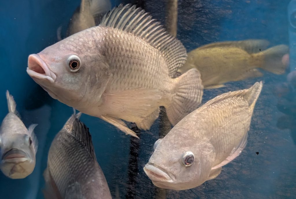Niltilapia (Oreochromis niloticus) in der Forschungsstation der Angewandten Zoologie der TU Dresden
