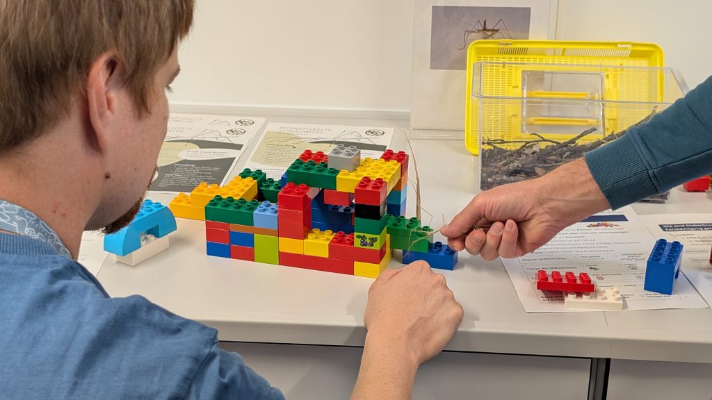 Beobachtung der Bewegung und des Verhaltens bei einer kletternden Stabschrecke